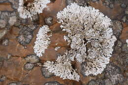 Physcia tribacia (Ach.) Nyl. resmi