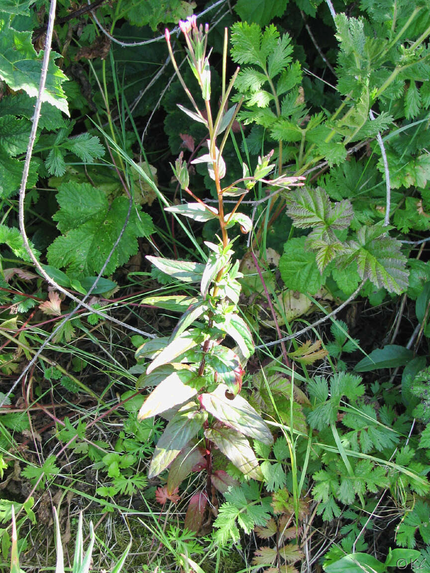 Image of fringed willowherb