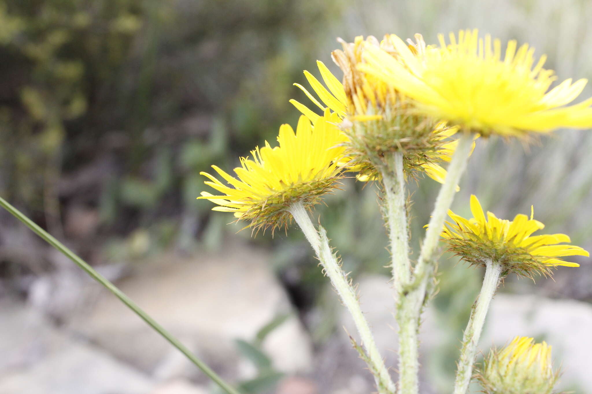 Sivun Berkheya rhapontica (DC.) Hutch. & Burtt Davy kuva