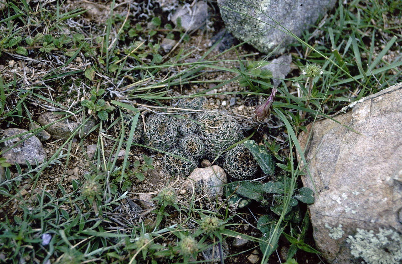 Image of Echinopsis tiegeliana (Wessner) D. R. Hunt