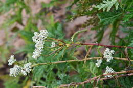 Achillea ptarmicoides Maxim. resmi