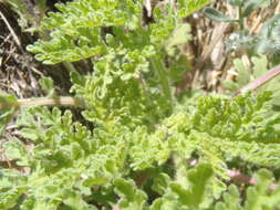 Image de Hedosyne ambrosiifolia (A. Gray) Strother