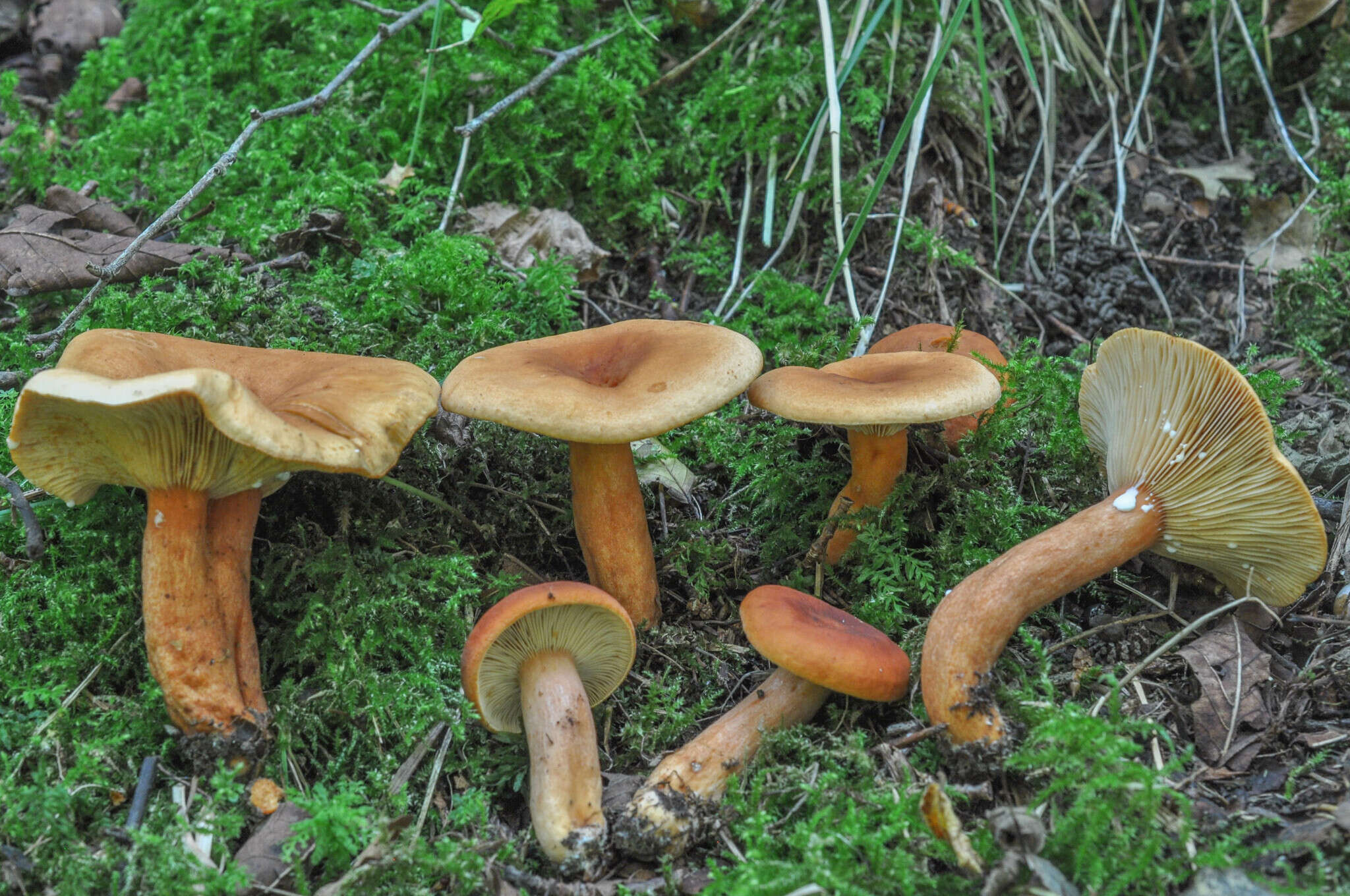 Imagem de Lactarius fulvissimus Romagn. 1954