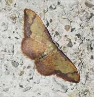 صورة Idaea ostrinaria