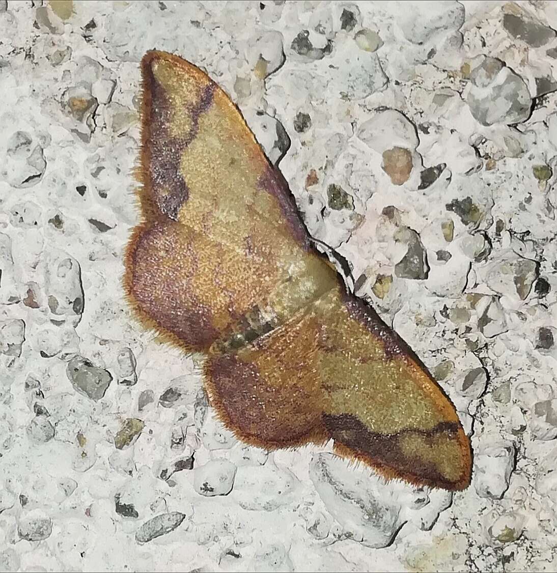 Image de Idaea ostrinaria