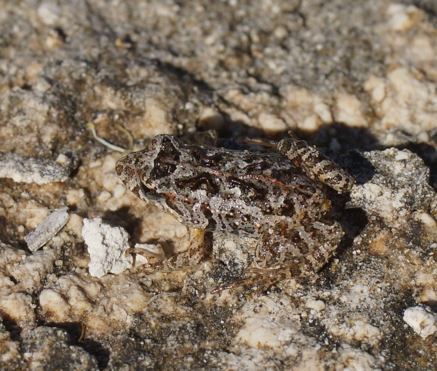 Image of Brown Froglet