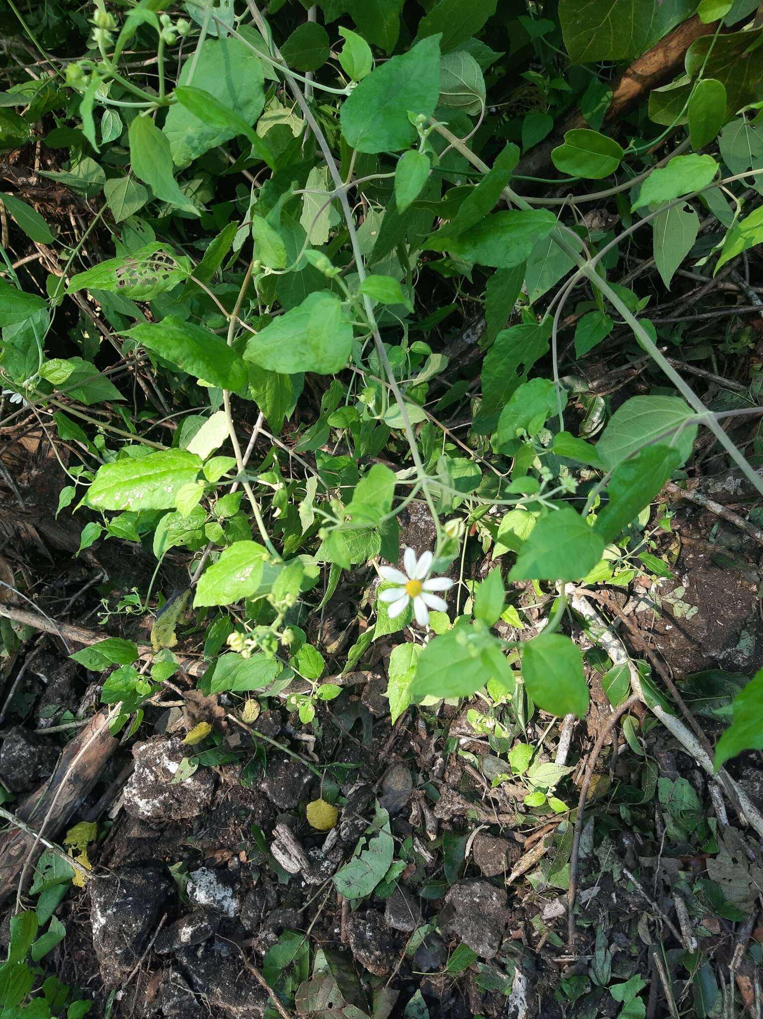 Image of Montanoa atriplicifolia (Pers.) Sch. Bip.