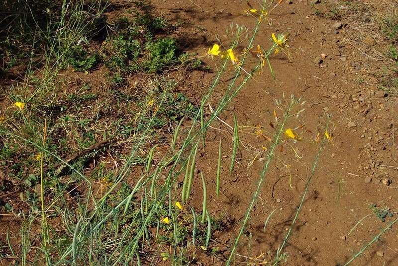 Image of Coalisina angustifolia subsp. petersiana (Klotzsch) Roalson & J. C. Hall