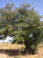 Image of Drumstick Tree