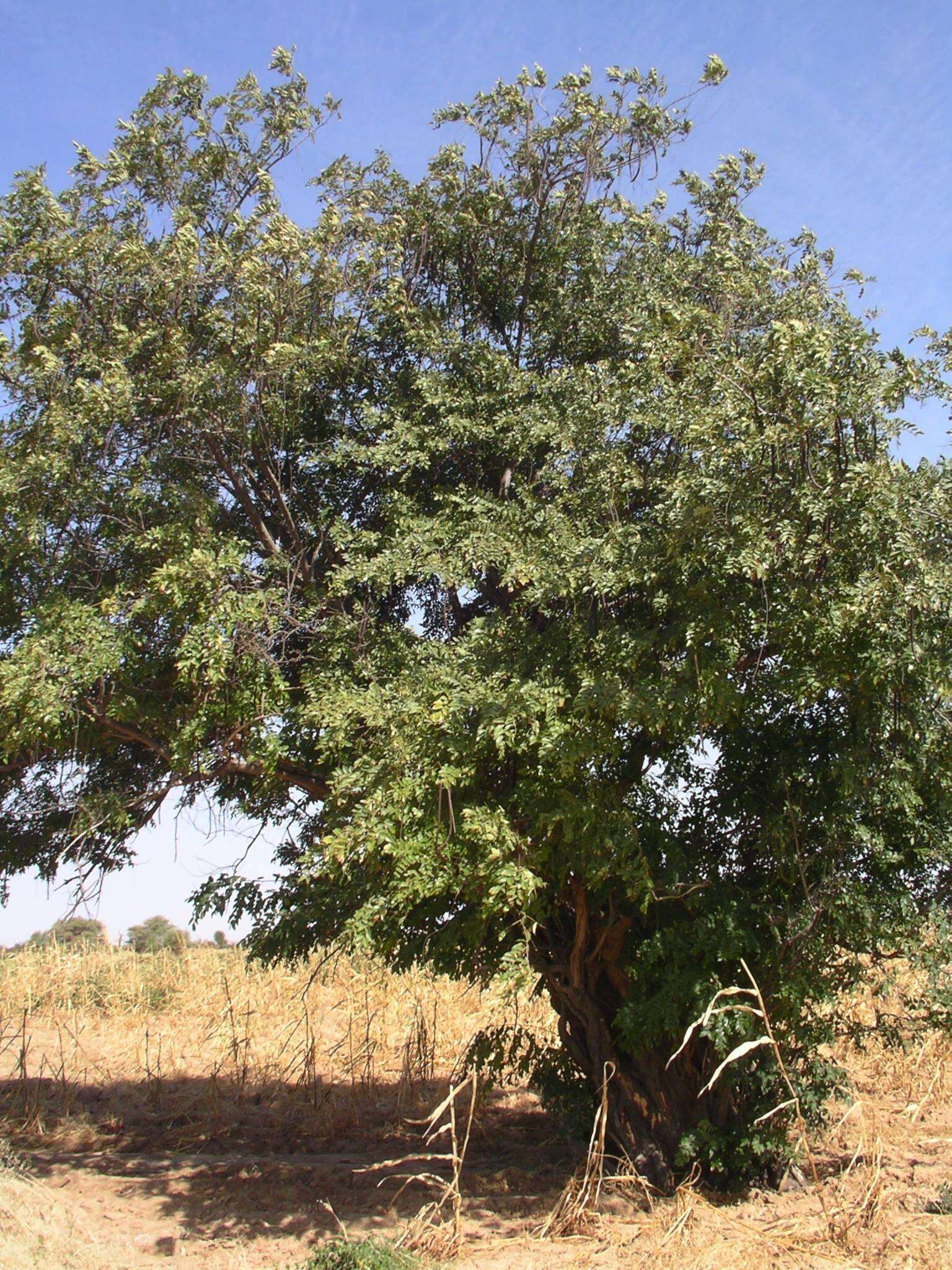 Image of Drumstick Tree