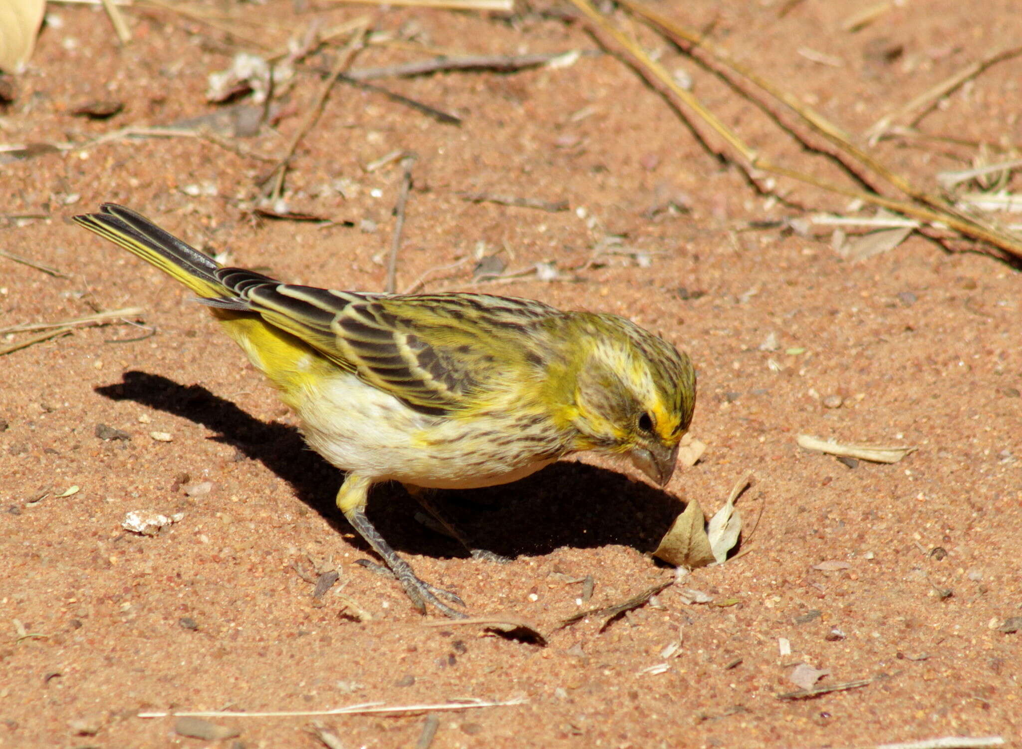 Image of Crithagra flaviventris damarensis (Roberts 1922)