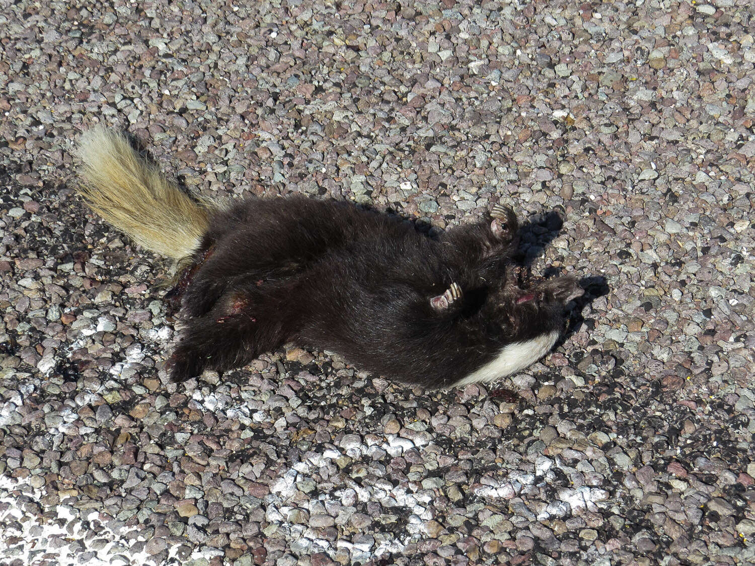 Image of American Hog-nosed Skunk