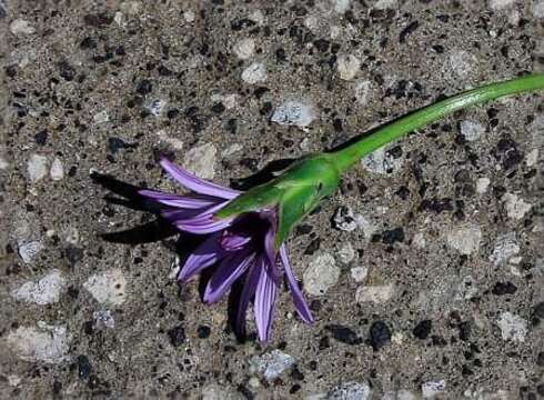 Image of Pseudopodospermum undulatum subsp. deliciosum (Guss.) Bartolucci, Galasso & F. Conti