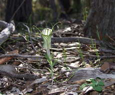 Image of Sharp-leaf greenhood