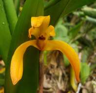 Image of Maxillaria colorata Rchb. fil.