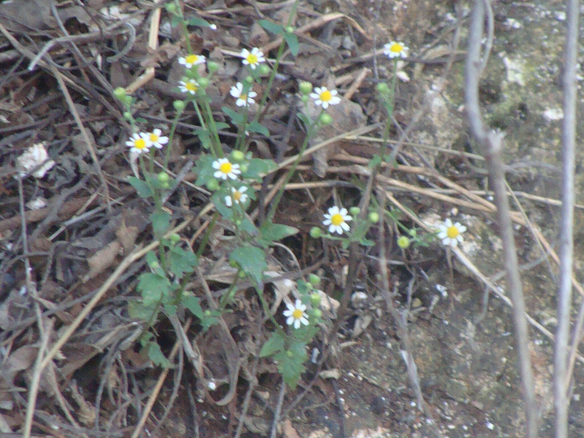 Image of shortray rockdaisy