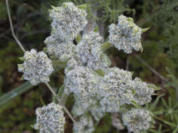 Image de Lomatium dasycarpum subsp. tomentosum (Benth.) Theob.