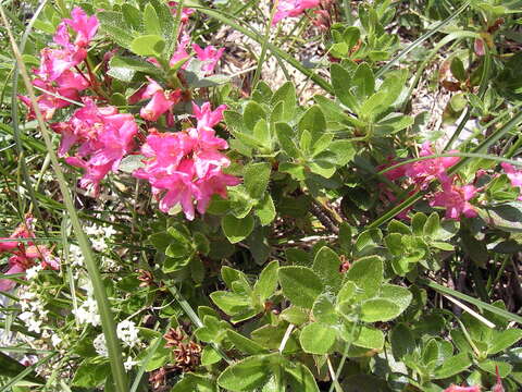 Image of Hairy Alpenrose