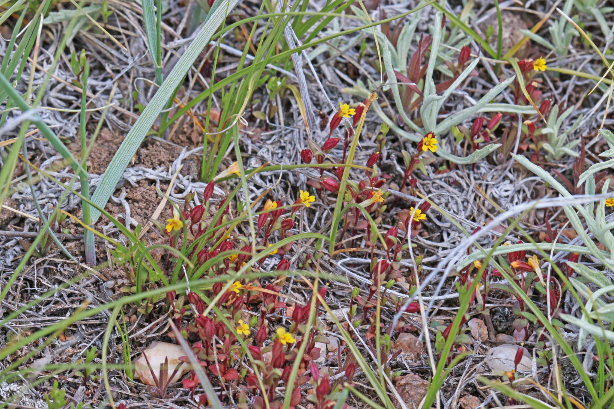 Image of Miniature Monkey-Flower