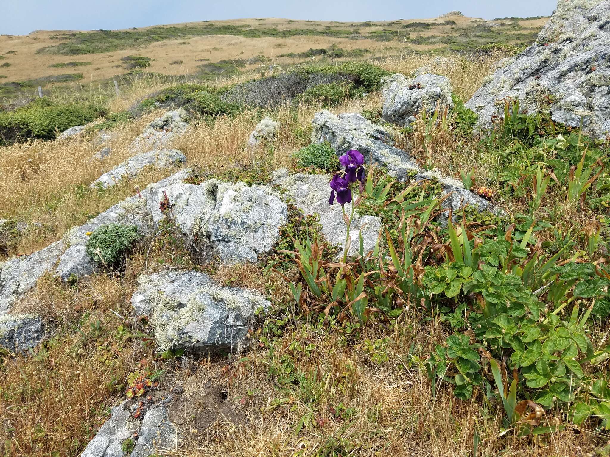 Image of German iris