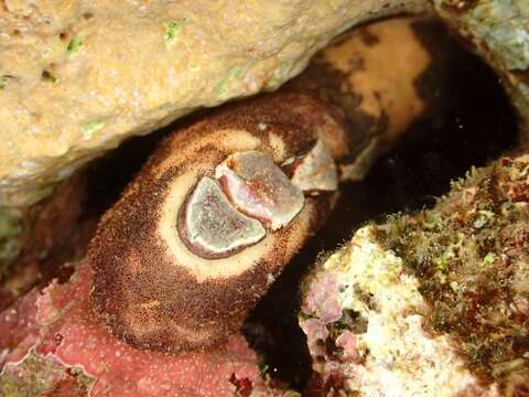 Image of Burrow's chiton