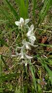 Image of drooping star of Bethlehem