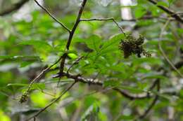 Image de Trichilia trifolia L.