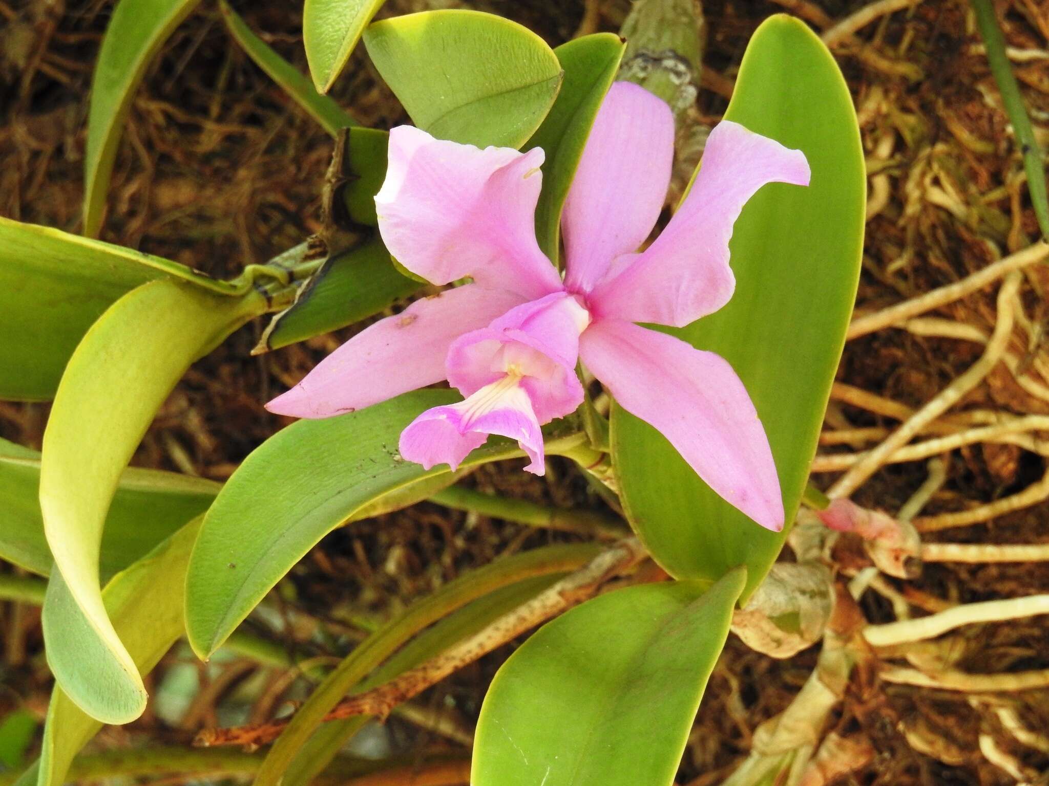 Image of Cattleya nobilior Rchb. fil.