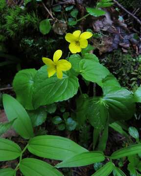 Image of Pioneer Violet