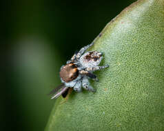 Image of Maratus albus Otto & Hill 2016