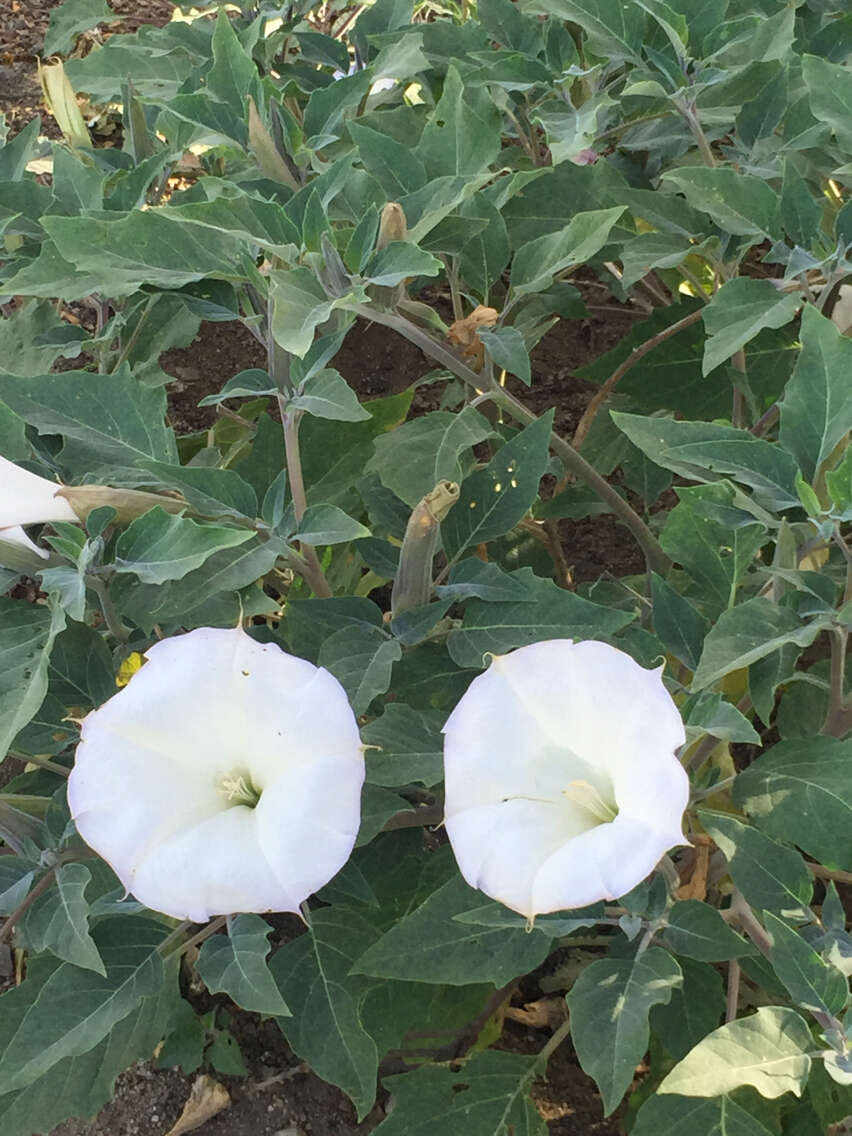 Imagem de Datura wrightii Hort. ex Regel