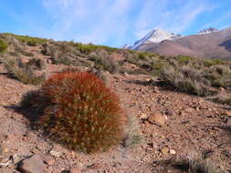 Image of Cumulopuntia glomerata