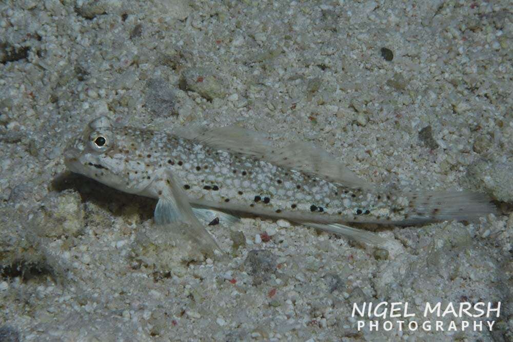 Image of Goldman&#39;s goby