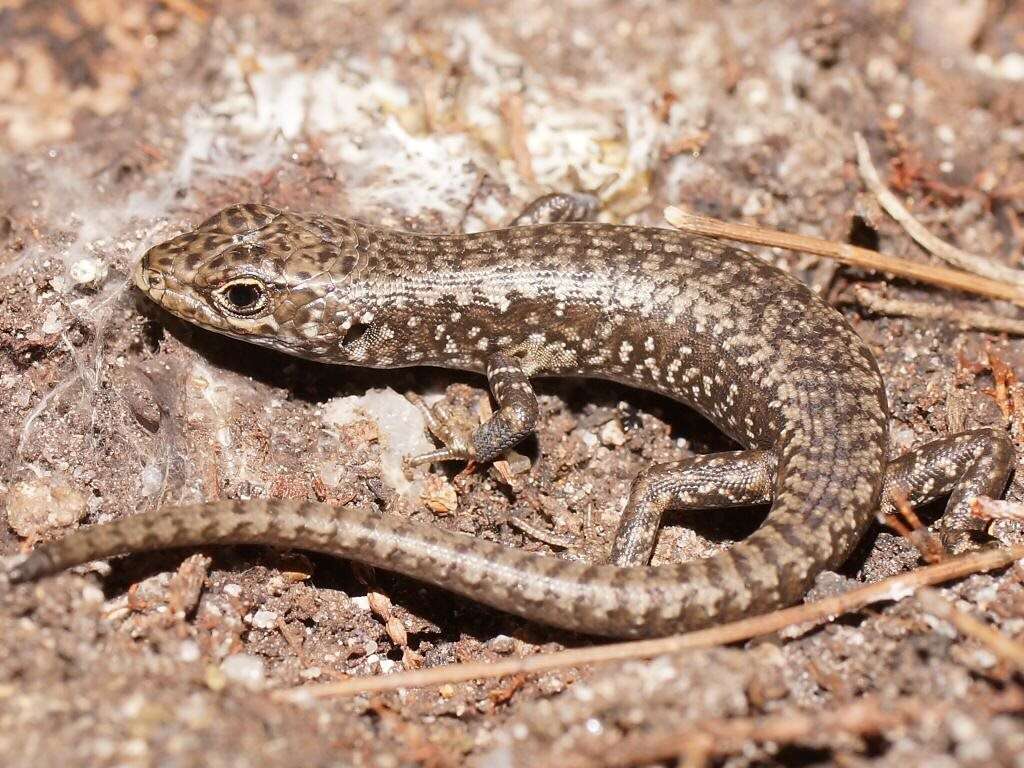 Image of Spotted Skink