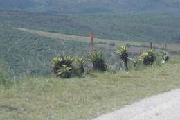 Image of Aloe lineata (Aiton) Haw.