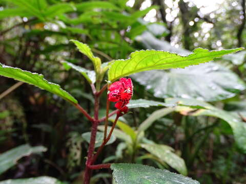 Sivun Kohleria inaequalis (Benth.) Wiehler kuva