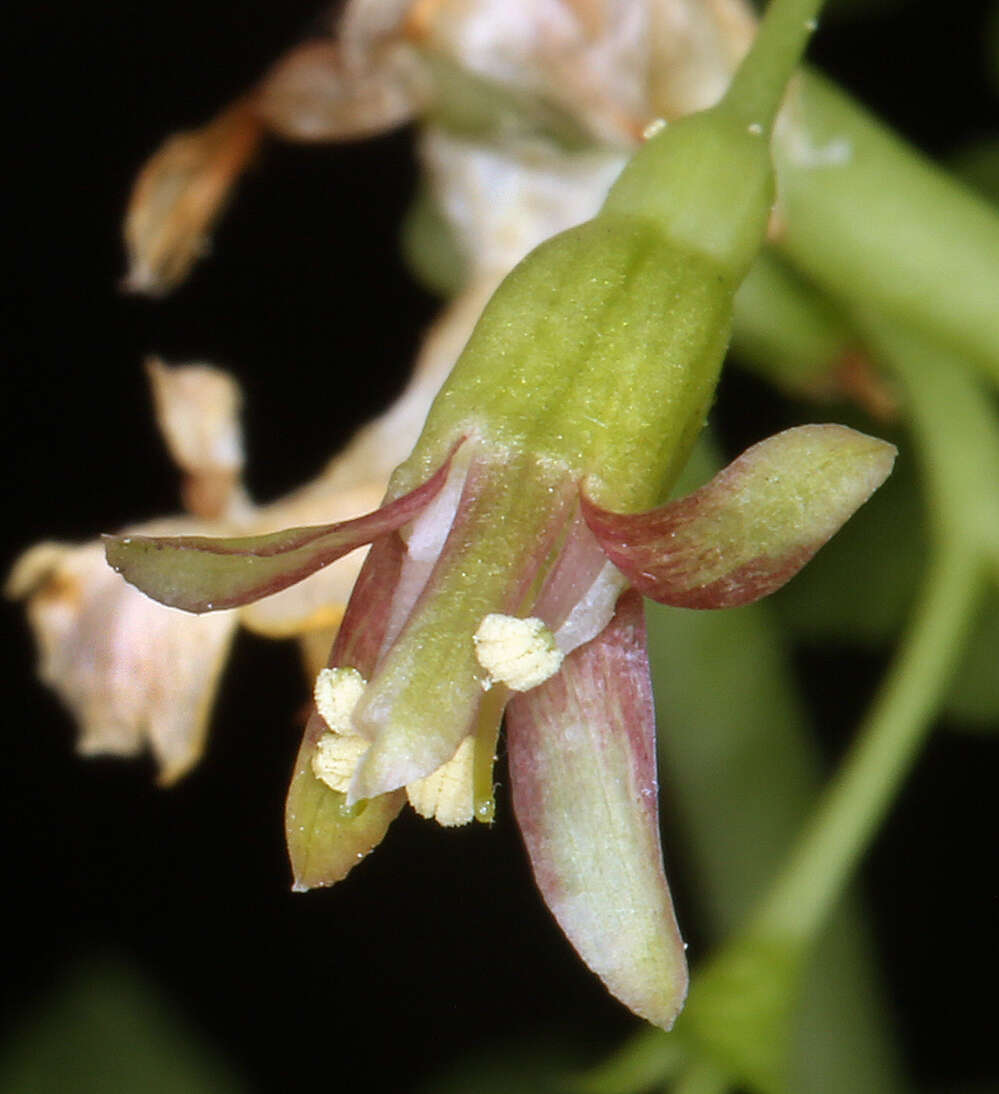 Image of Ribes inerme var. inerme