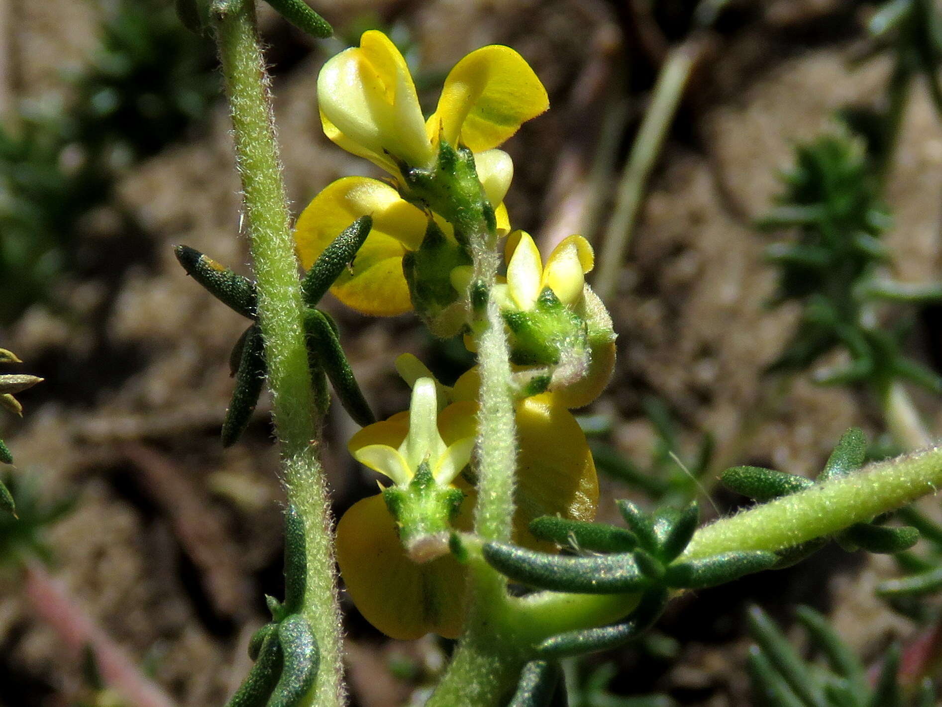 Imagem de Aspalathus divaricata subsp. divaricata