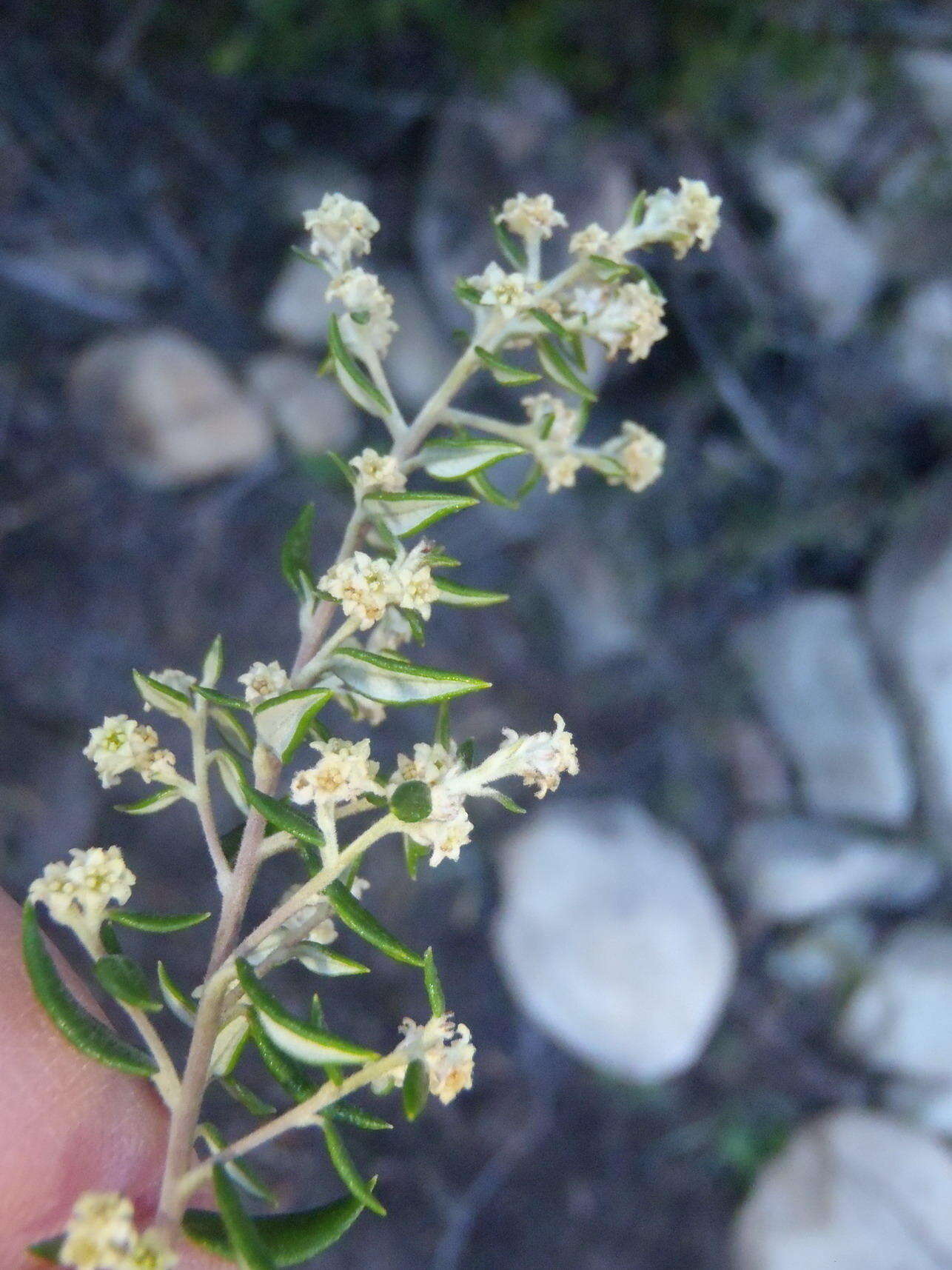 صورة Phylica paniculata Willd.