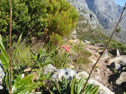 Image of Gladiolus priorii (N. E. Br.) Goldblatt & M. P. de Vos