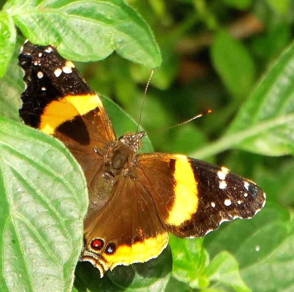 Image of Vanessa hippomene hippomene