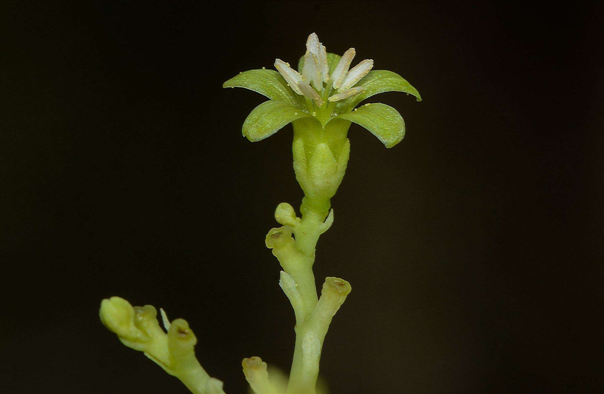 Image of Jatropha heynei N. P. Balakr.