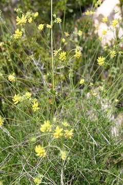 Image of <i>Anthyllis onobrychioides</i> Cav.