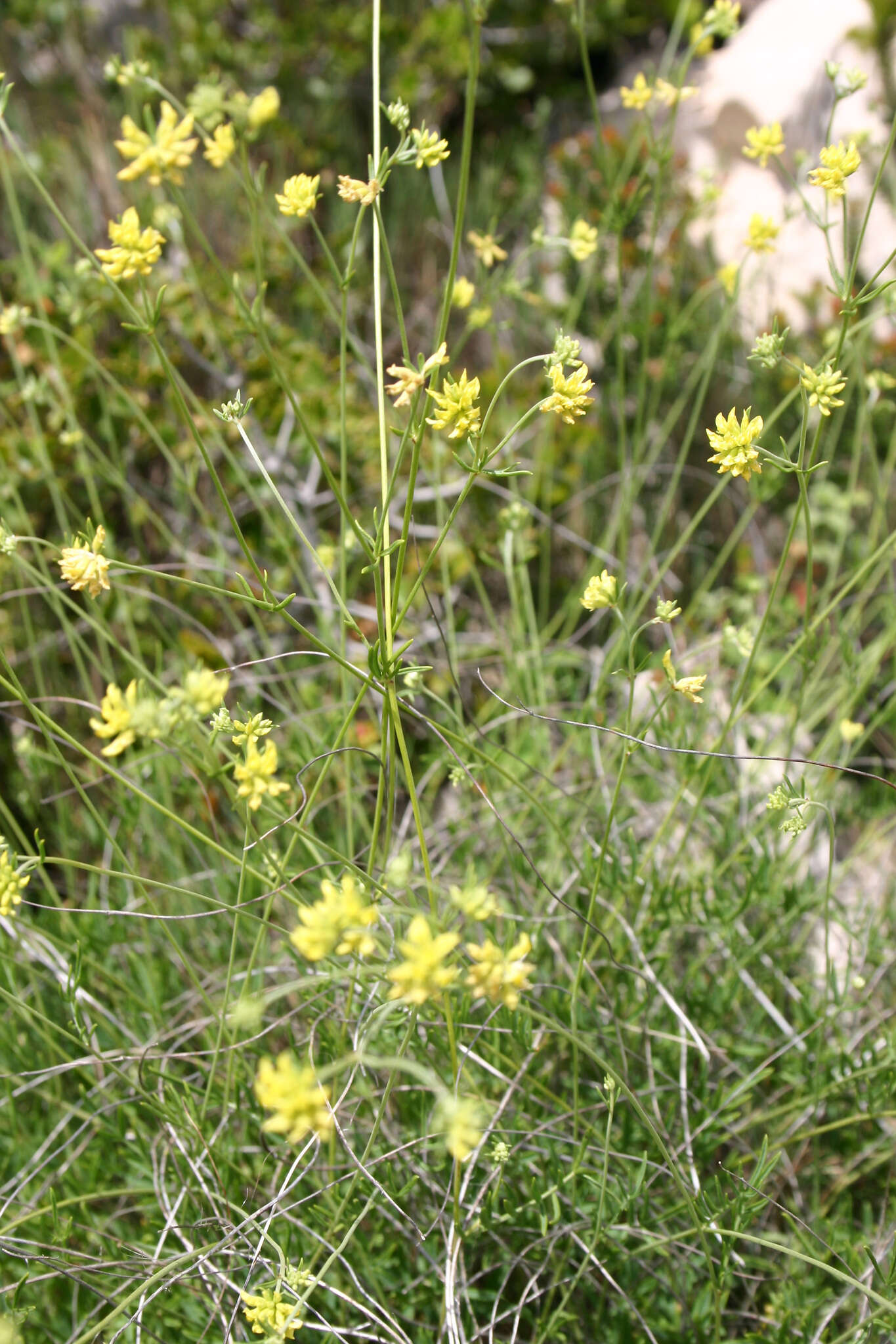 Plancia ëd <i>Anthyllis onobrychioides</i> Cav.