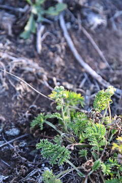 Image of Siberian wormwood