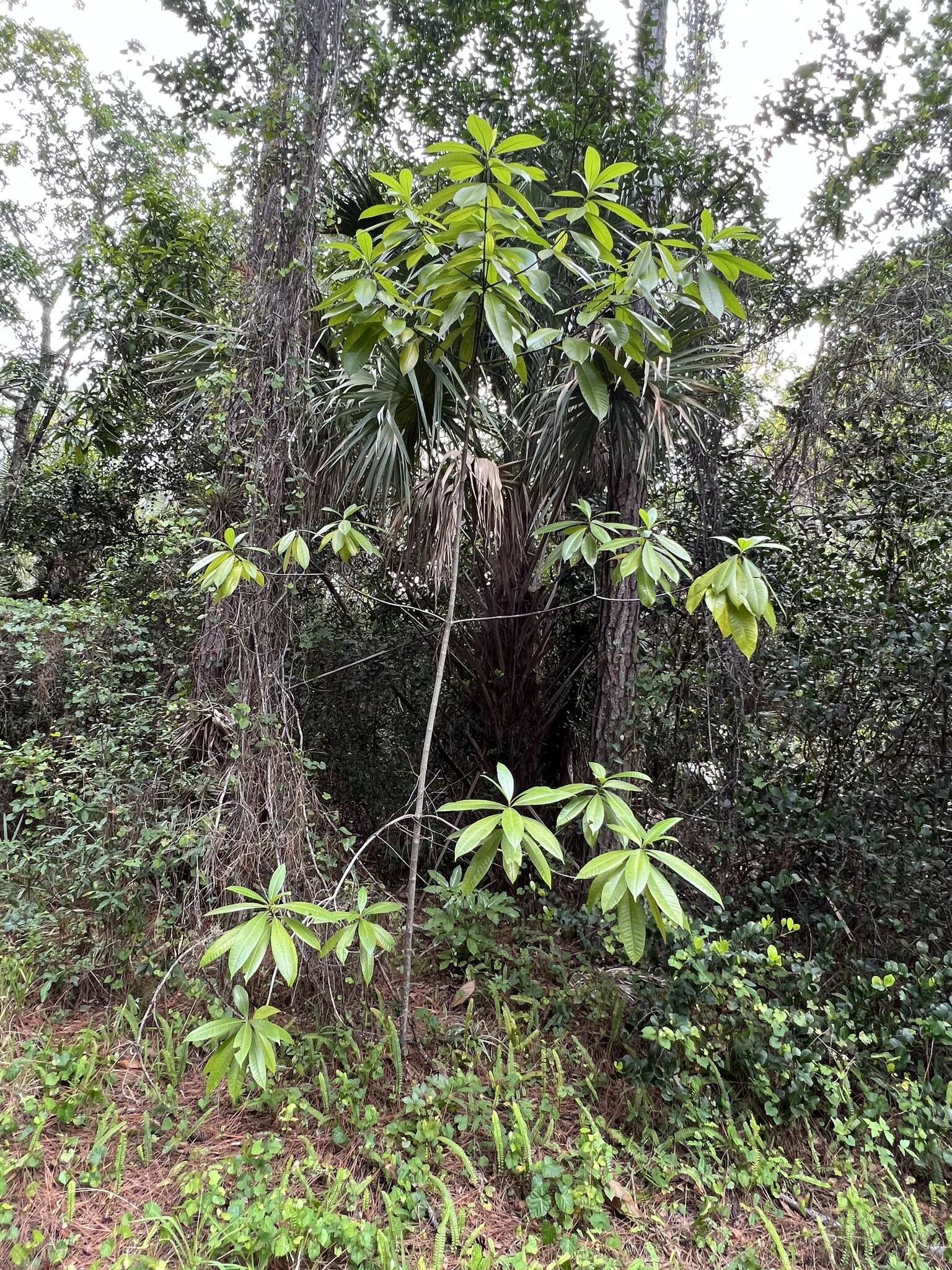 Alstonia macrophylla Wall. ex G. Don resmi