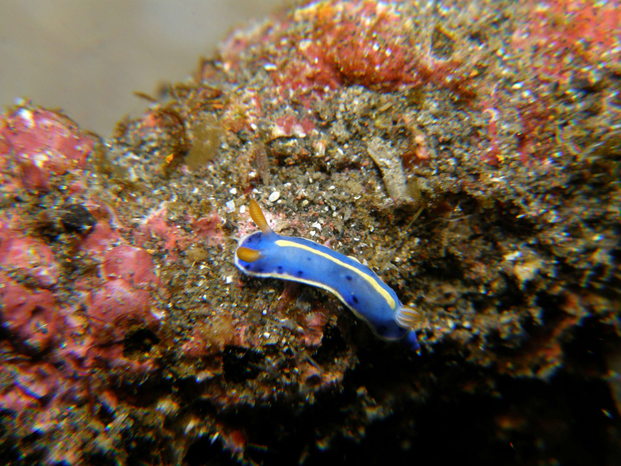 Image de Hypselodoris festiva (A. Adams 1861)