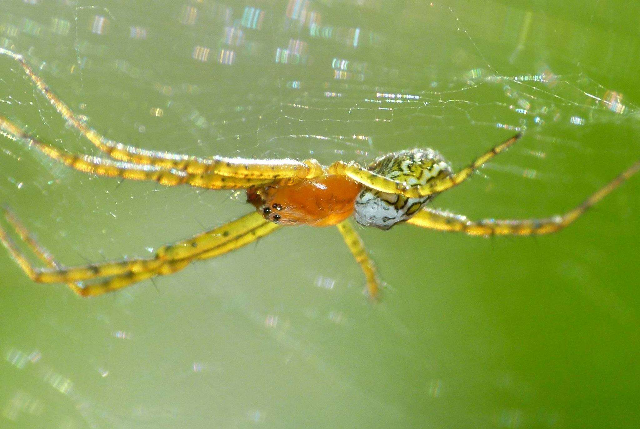 Imagem de Cyrtophora moluccensis (Doleschall 1857)