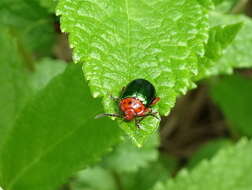 Image of flea beetle