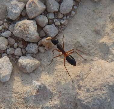 Plancia ëd Camponotus consobrinus (Erichson 1842)